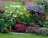 Collection de plantes de patio, Brugmansia, Solanum, Scaevola, Impatiens, Abutilon, Senna