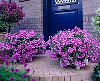 Pelargonium Blue Blizzard