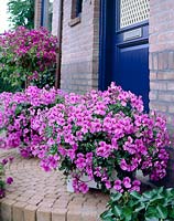 Pelargonium Blue Blizzard