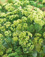 Sedum Smaragd