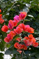 Bougainvillier orange