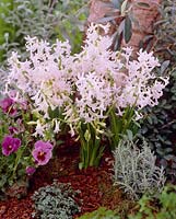 Festival blanc de Hyacinthus orientalis