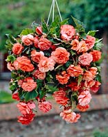 Begonia splendide Rose