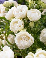 Rosa Morsday blanc