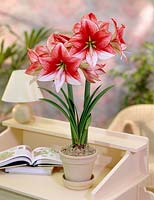 Hippeastrum Showmaster ®