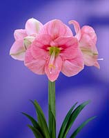 Hippeastrum Reve