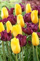 Tulipa Muriel, Sky High Gold