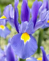Iris Blue Beauty