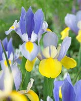 Iris Oriental Beauty, Sky Beauty