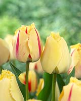 Tulipa Flaming Elegance, Tulipa Fringed Elegance