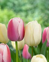 Tulipa Ivory Floradale, Tulipa Ollioules