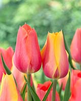 Tulipa Blushing Beaty, Tulipa Perestroyka