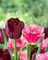 Tulipa Curly Sue, Volants fantaisie