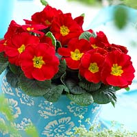 Primula vulgaris Salome ® Rouge