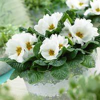 Primula vulgaris Salome ® Blanc