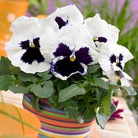 Viola Goliath White avec tache