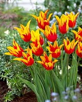 Ailes de feu tulipa