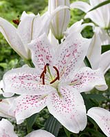 Lilium Extravaganza