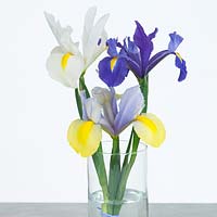 Iris dans un vase