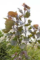 Populus