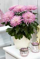 Chrysanthemum Anastasia Pink