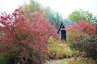 Viburnum plicatum Shoshoni