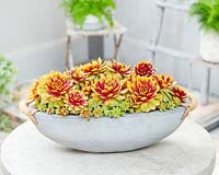 Pépite d'or Sempervivum Chick Charms®