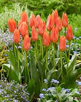 Tulipa Orange Brilliant