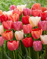 Mélange Tulipa Pride