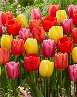 Mélange de tulipes