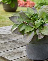 Hosta First Blush