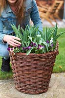 Pensées et tulipes dans le panier