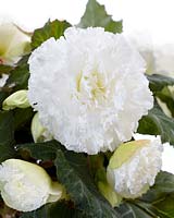 Begonia AmeriHybrid® à volants blanc