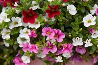 Calibrachoa Cabaret MixMasters Pink Paradise