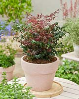 Nandina domestica Obsessed Curly