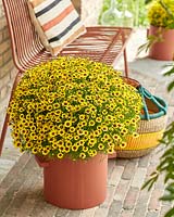 Coreopsis rosea Twinklebells® Sunrise