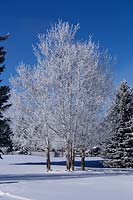 Populus tremuloides