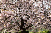 Prunus serrulata Fugenzo