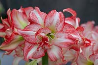 Hippeastrum Double Record