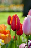 Le favori du monde de Tulipa