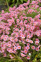 Helianthemum Lawrenson's Pink