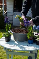Planter des fleurs de printemps sur pot