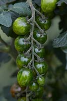 Pépites de chocolat Solanum lycopersicum