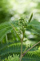 Albizia julibrissin Tropical Dream