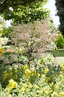 Acer palmatum Taylor