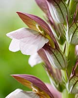 Acanthus hungaricus Lèvres blanches