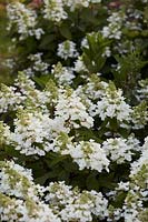 Hydrangea paniculata Flamme magique