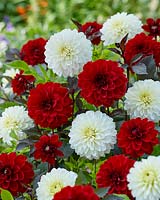 Dahlia Pacific Red Leaved, Snow Cap