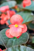 Begonia Big ™ Feuille de bronze rouge