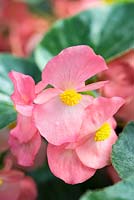 Begonia x benariensis Whopper Rose avec feuille verte